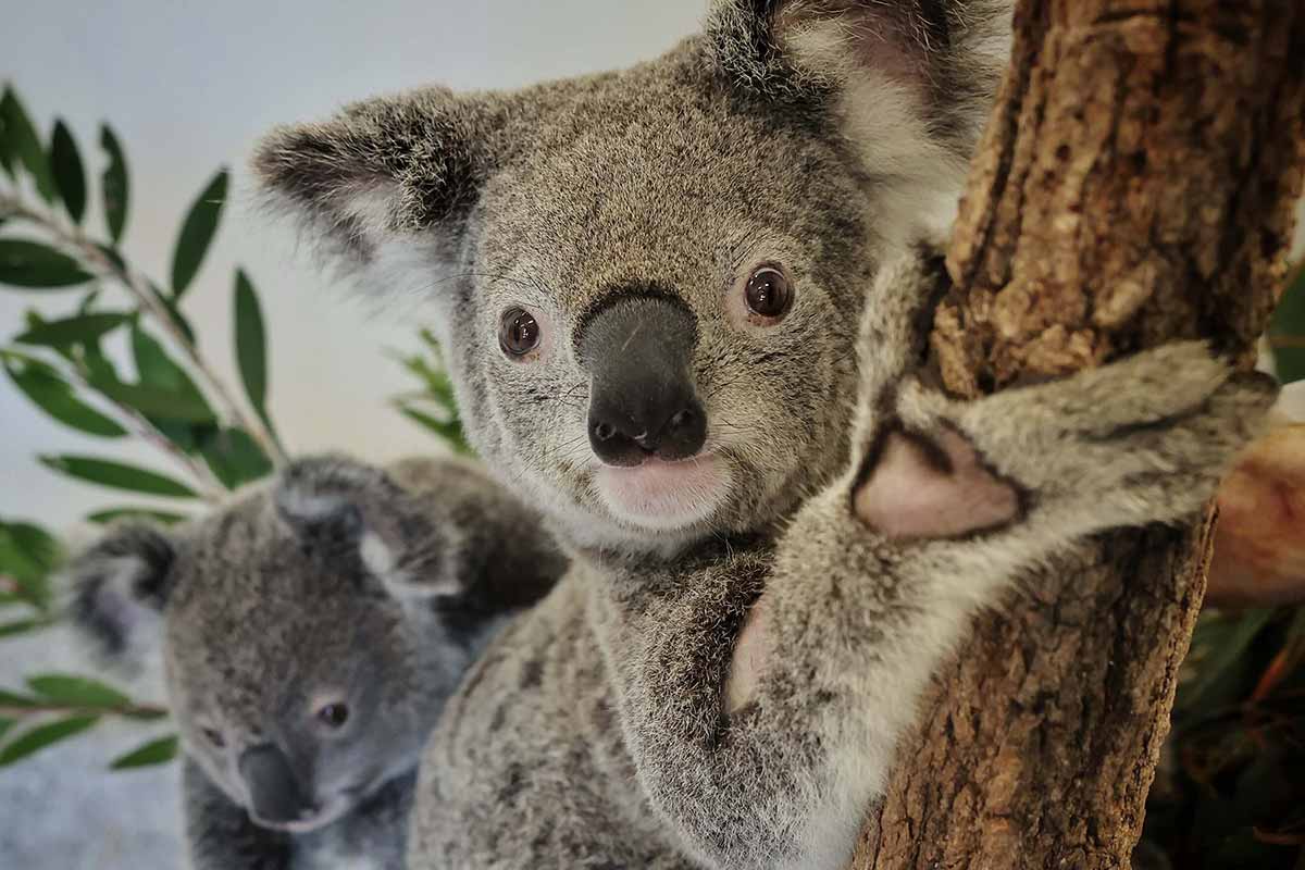 Photo of Bluebell the koala in a bottlebrush tree at Australia Zoo