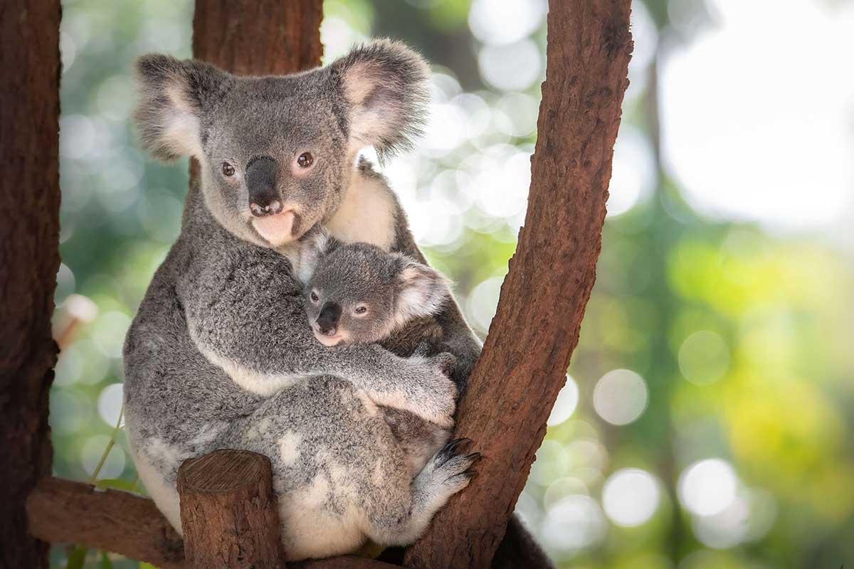 Photo of Maxie the baby koala and her mum, Gemma, cuddling and sitting in a tree