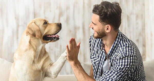 Man and golden labrador high-fiving. Man is wearing a blue and white checked button-up shirt with the sleeves rolled up halfway. 